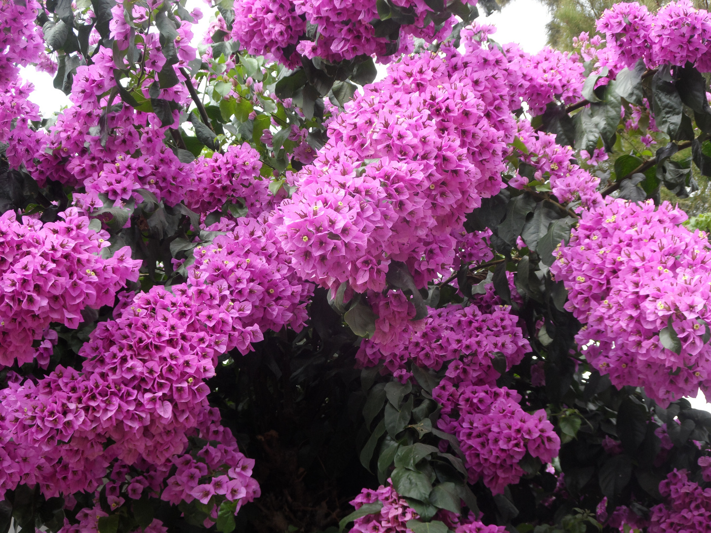 flores en sevilla