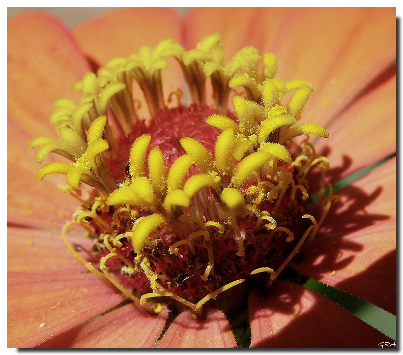 Flores en una flor.