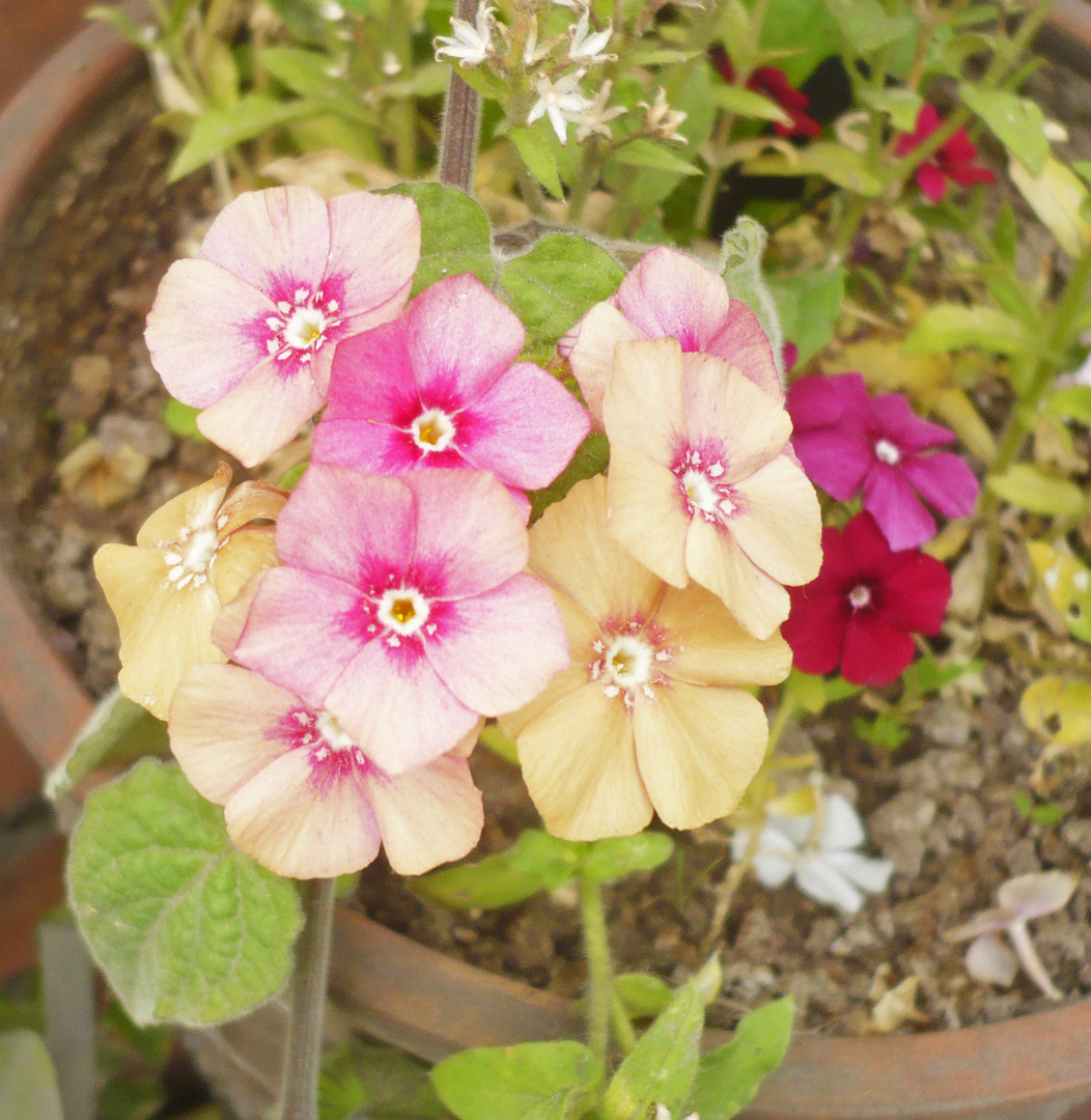 Flores en Vintage Natural