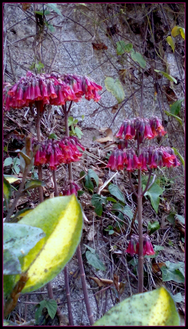 Flores entre piedas y sin agua