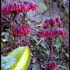 Flores entre piedas y sin agua