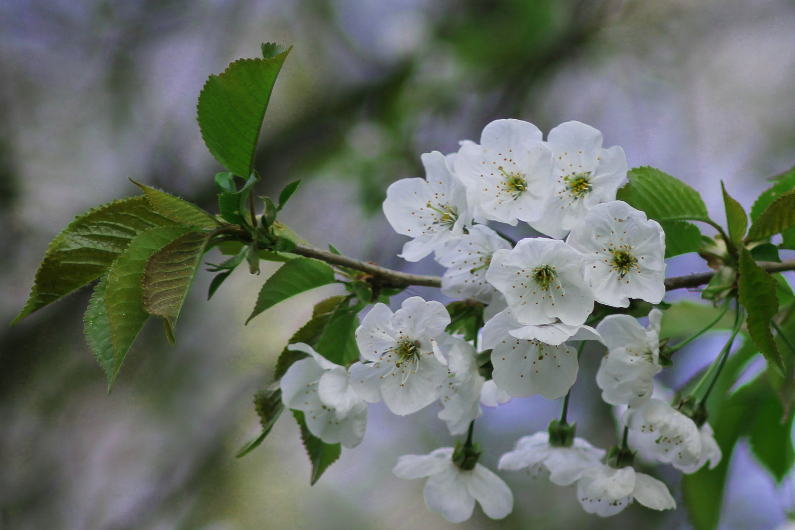 Flores