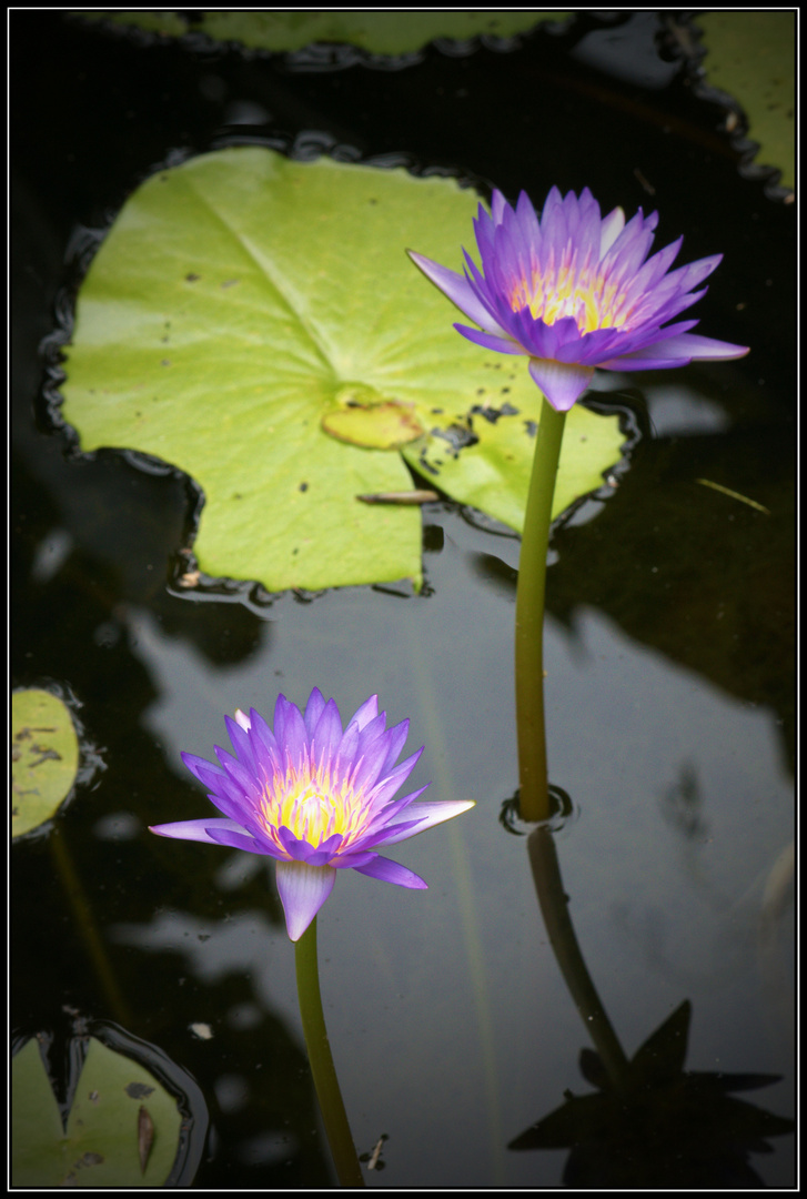 Flores iluminadas