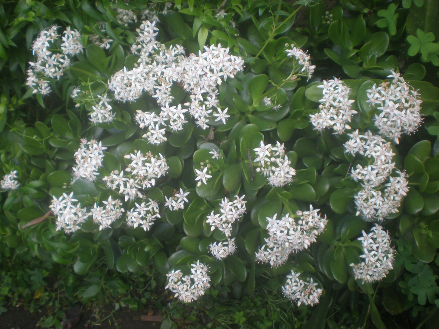 flores invernales.