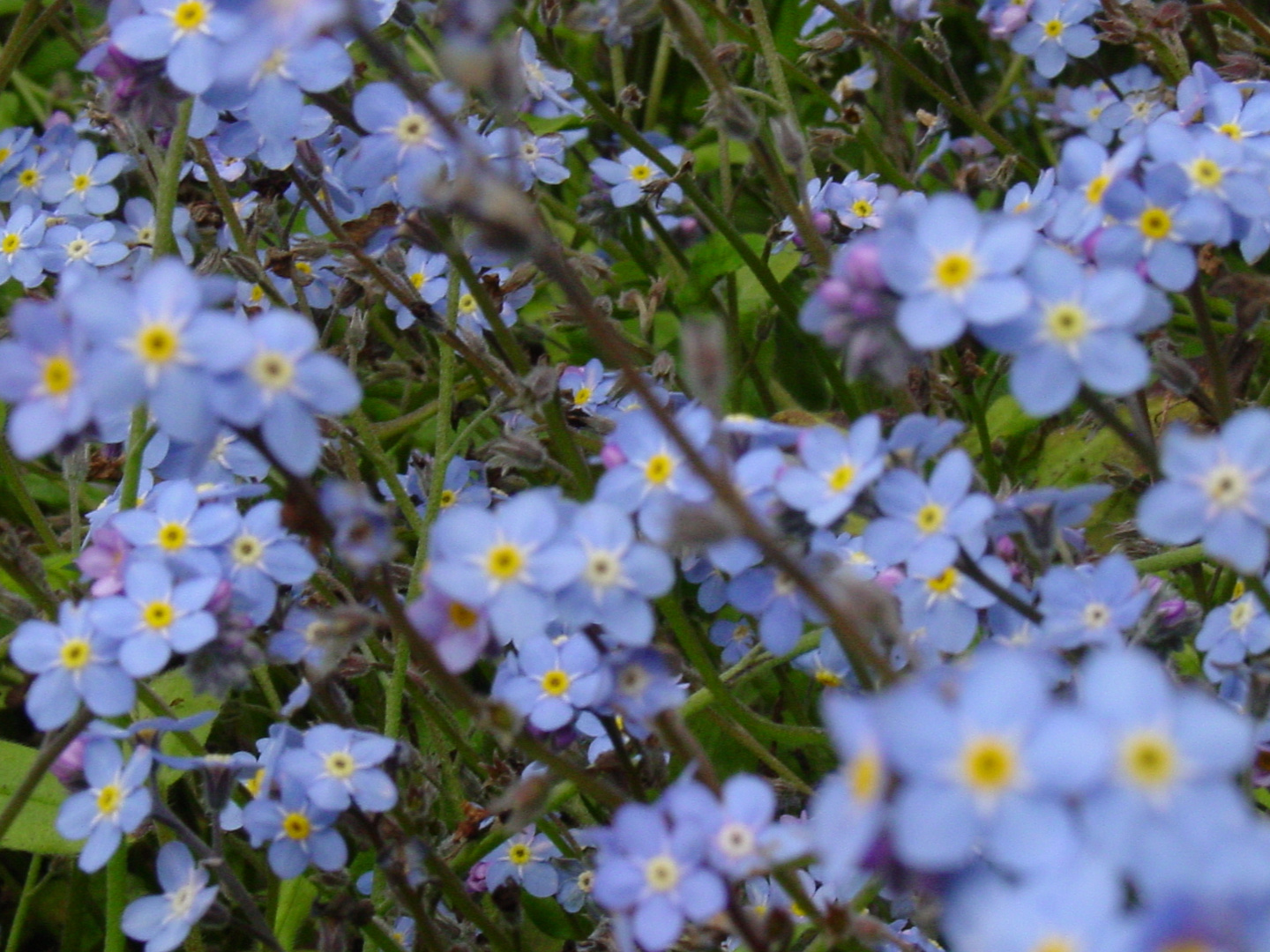 Flores isla Juan Fernández