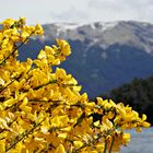 Flores, lago y montaña