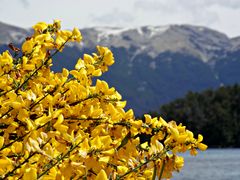 Flores, lago y montaña