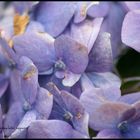 Flores Lilas