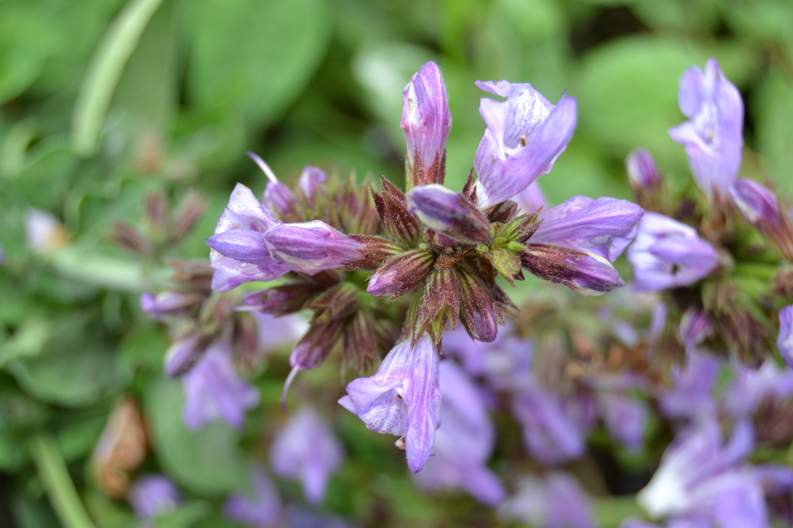 Flores lilas