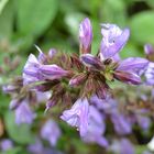 Flores lilas