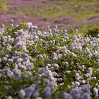 Flores Malva