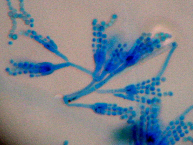 Flores microscópicas 2...