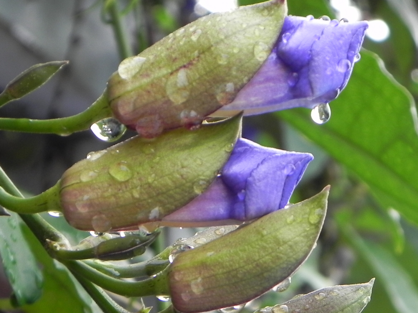 flores misioneras