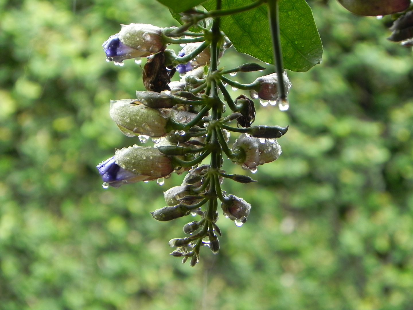 FLORES MISIONERAS