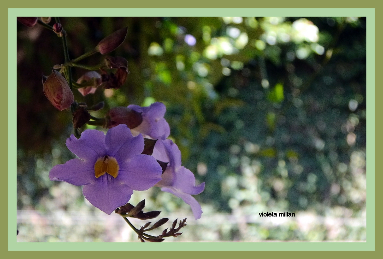 FLORES MISIONERAS,DE VUELTA EN POSADAS