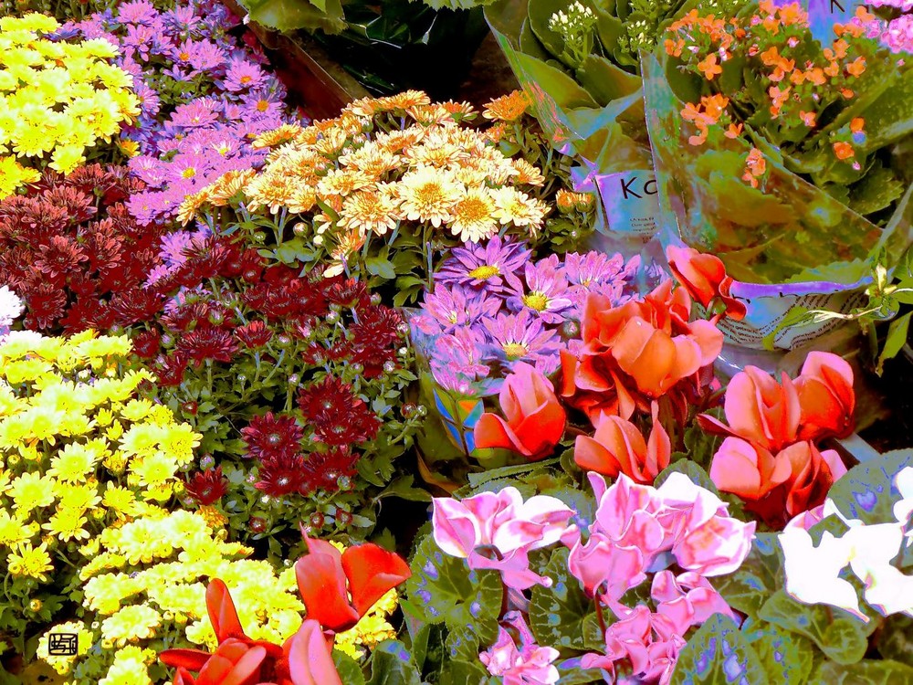 Flores multicolor en la Rambla de la Flores de Barcelona