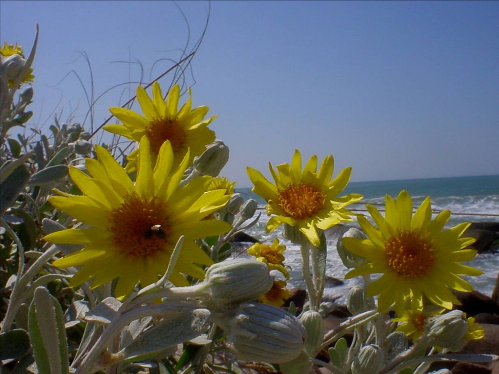 Flores na areia da praia