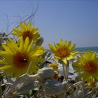 Flores na areia da praia