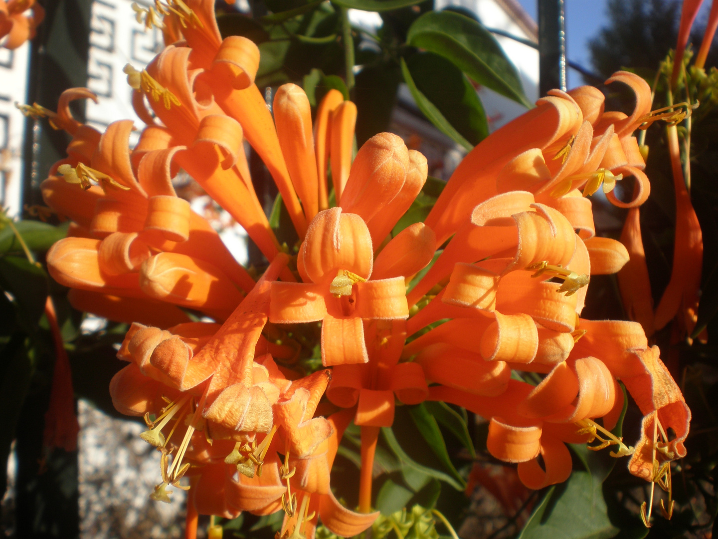 Flores naranjas.