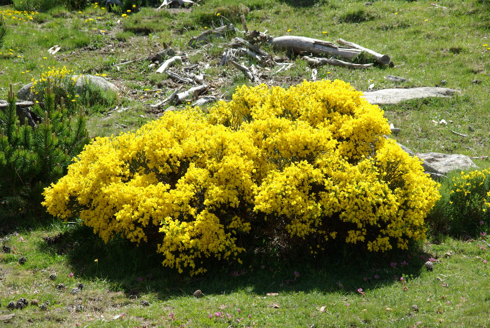 Flores naturales.