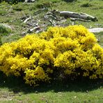 Flores naturales.