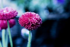 flores para los muertos