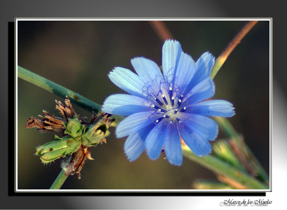 Flores para tu pelo...2