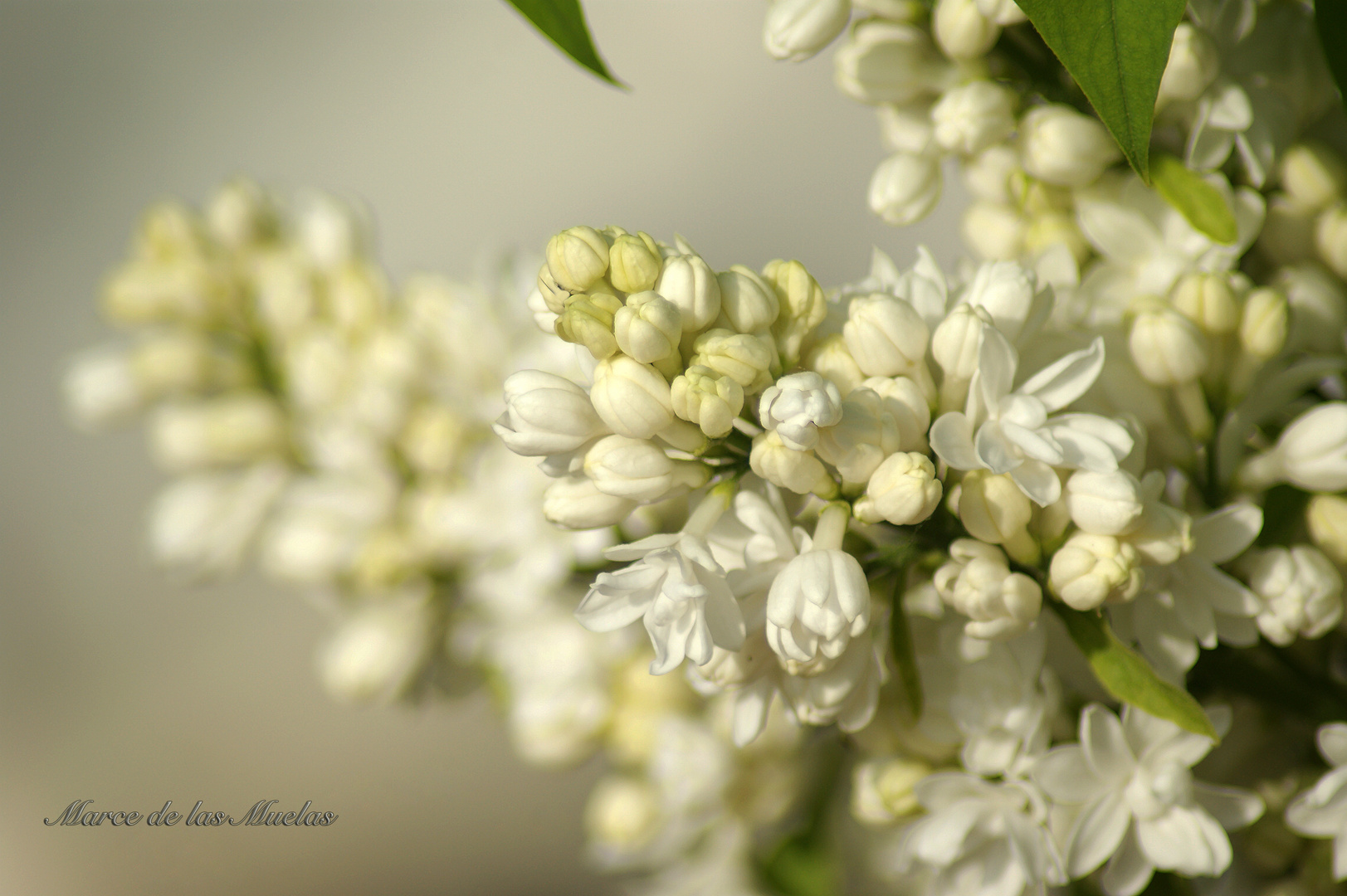 ...flores para una novia...