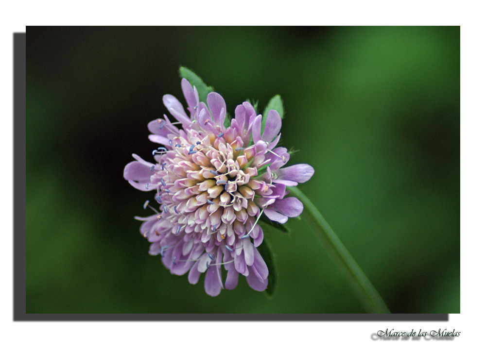 Flores pequeñas 8...