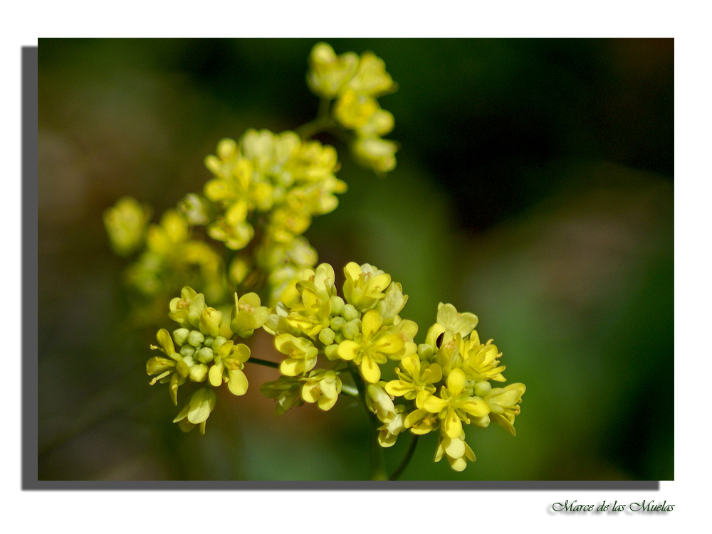 Flores pequeñas...10.