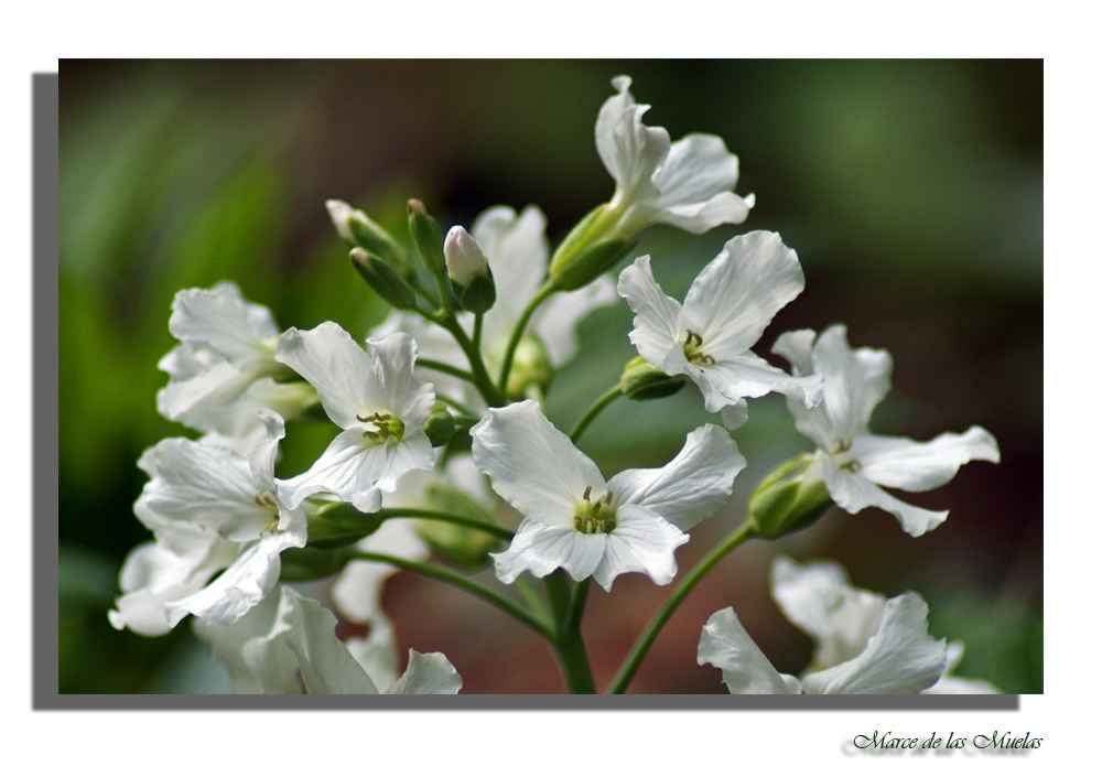 Flores pequeñas...9