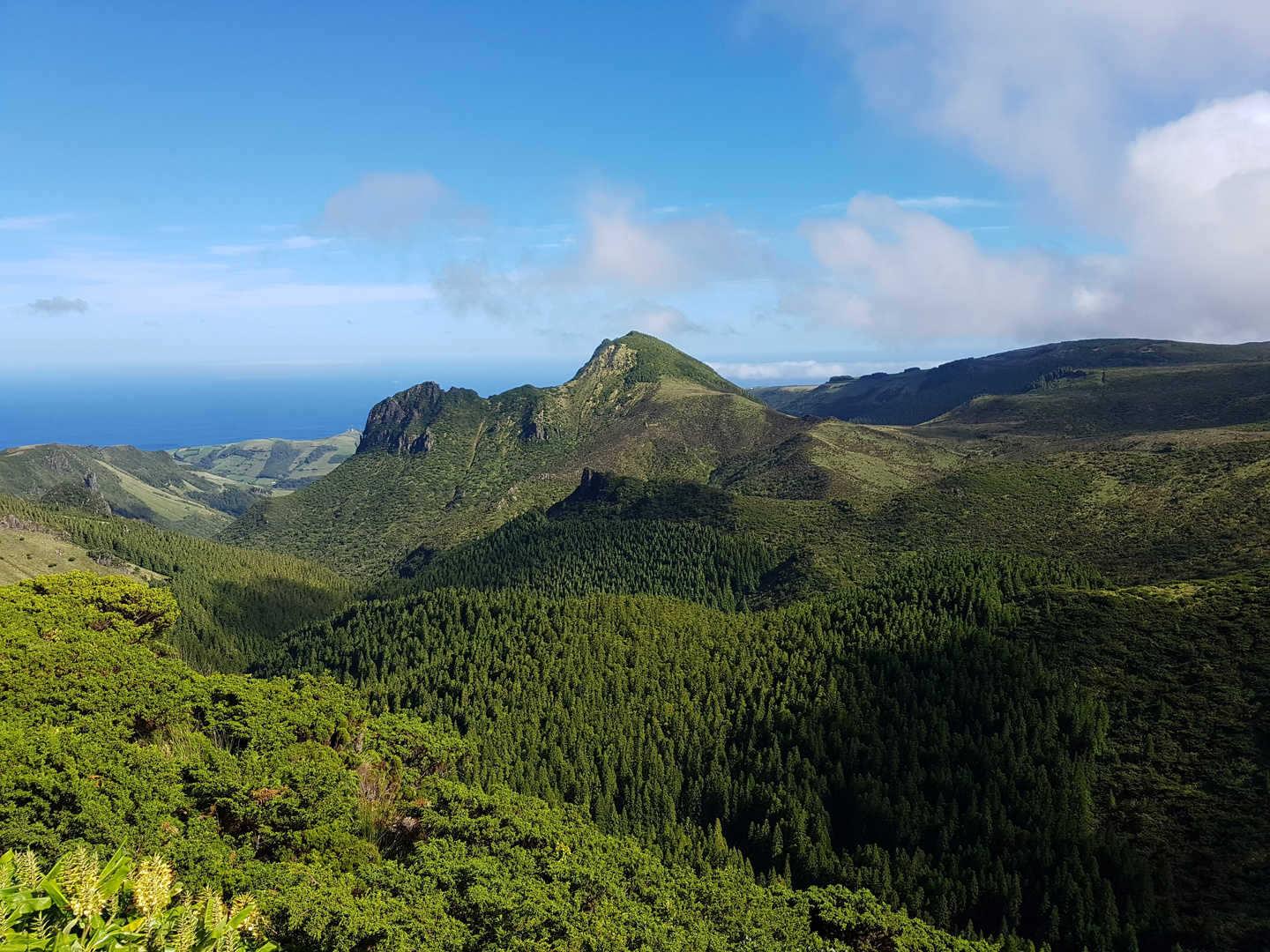 Flores Pico Da Se