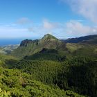 Flores Pico Da Se