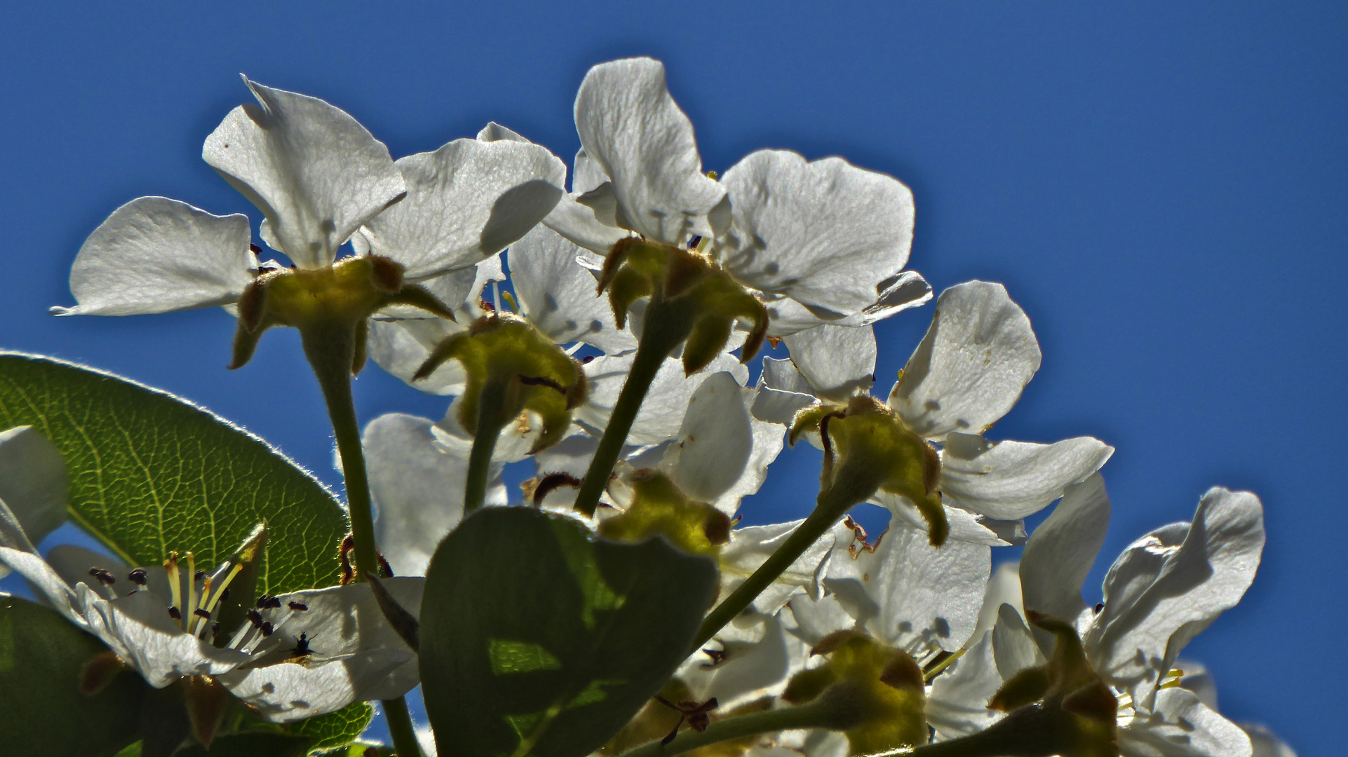 Flores primaverales