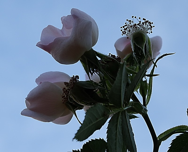 Flores que al atardecer....miran al Cielo Azul