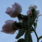 Flores que al atardecer....miran al Cielo Azul