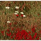 Flores rojas