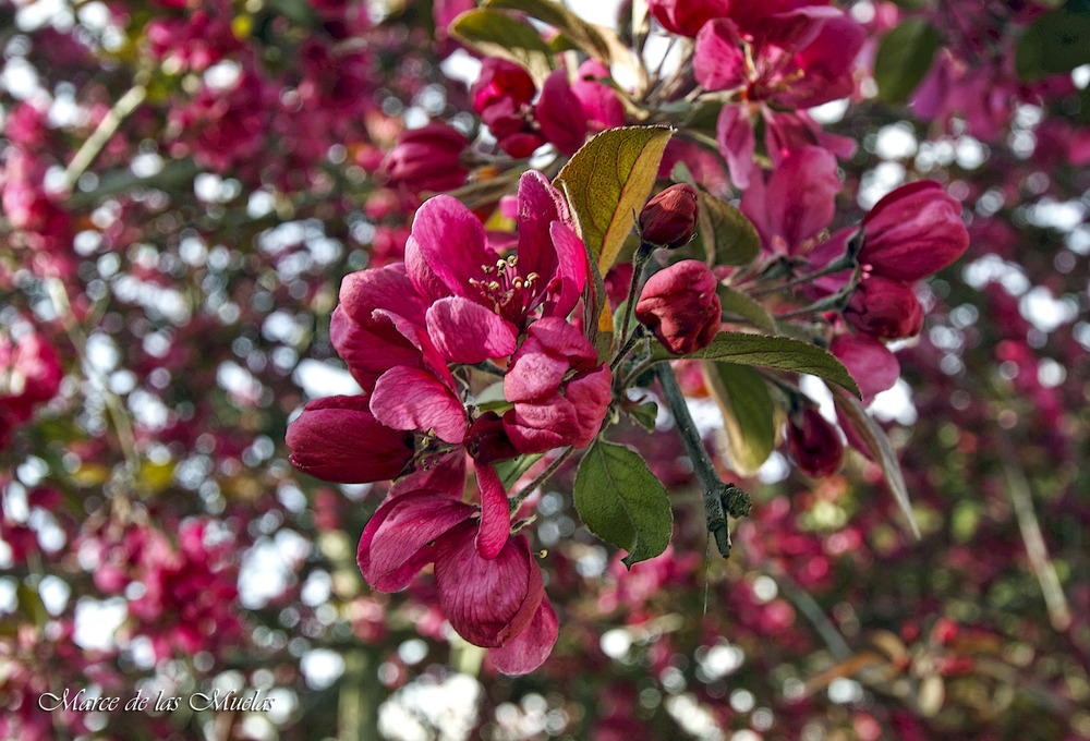 ...flores rojas...