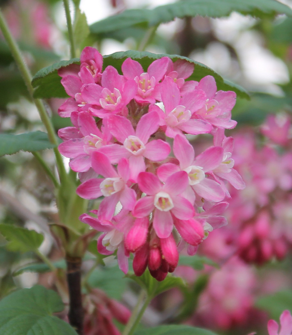 Flores rosas