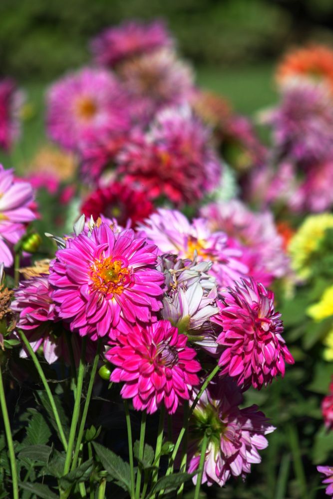 flores rosas al sol