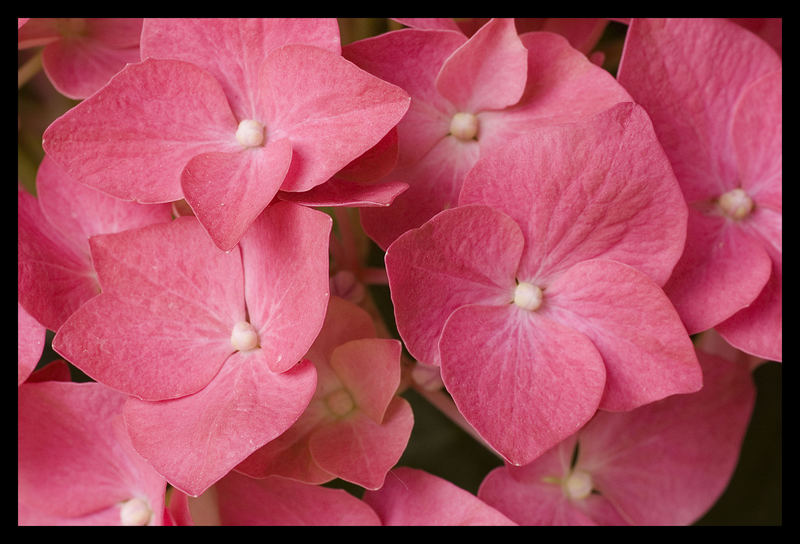 flores rosas