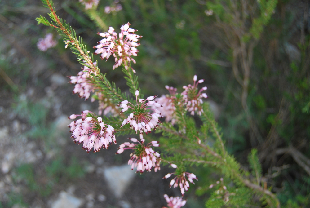 Flores Salvajes