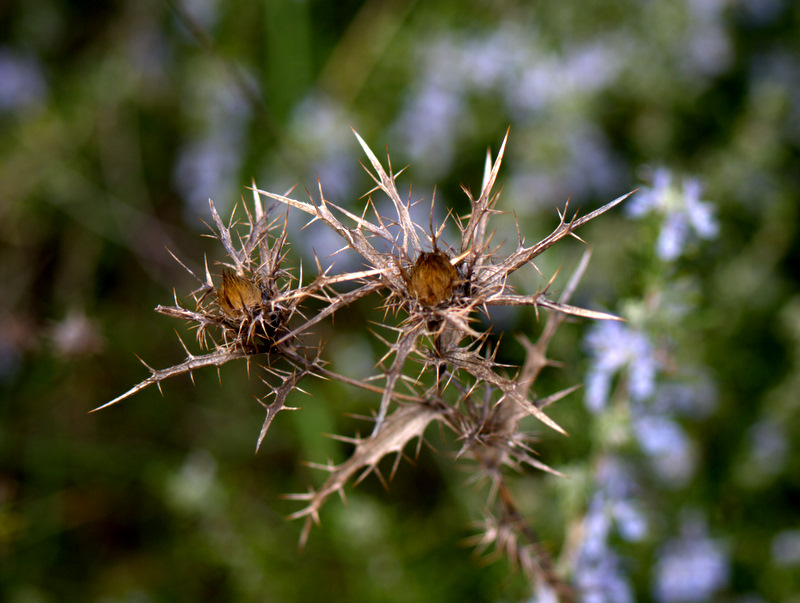 Flores secas