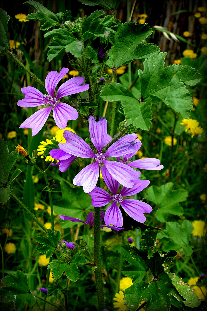 Flores silvestres