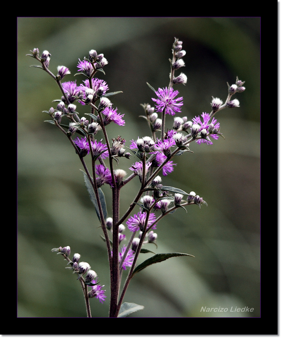 Flores Silvestres