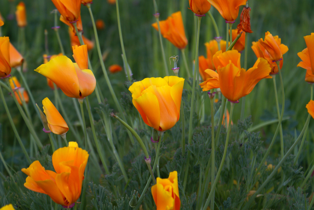 Flores silvestres