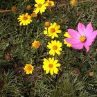 Flores silvestres de la cordillera de Cochabamba, Bolivia