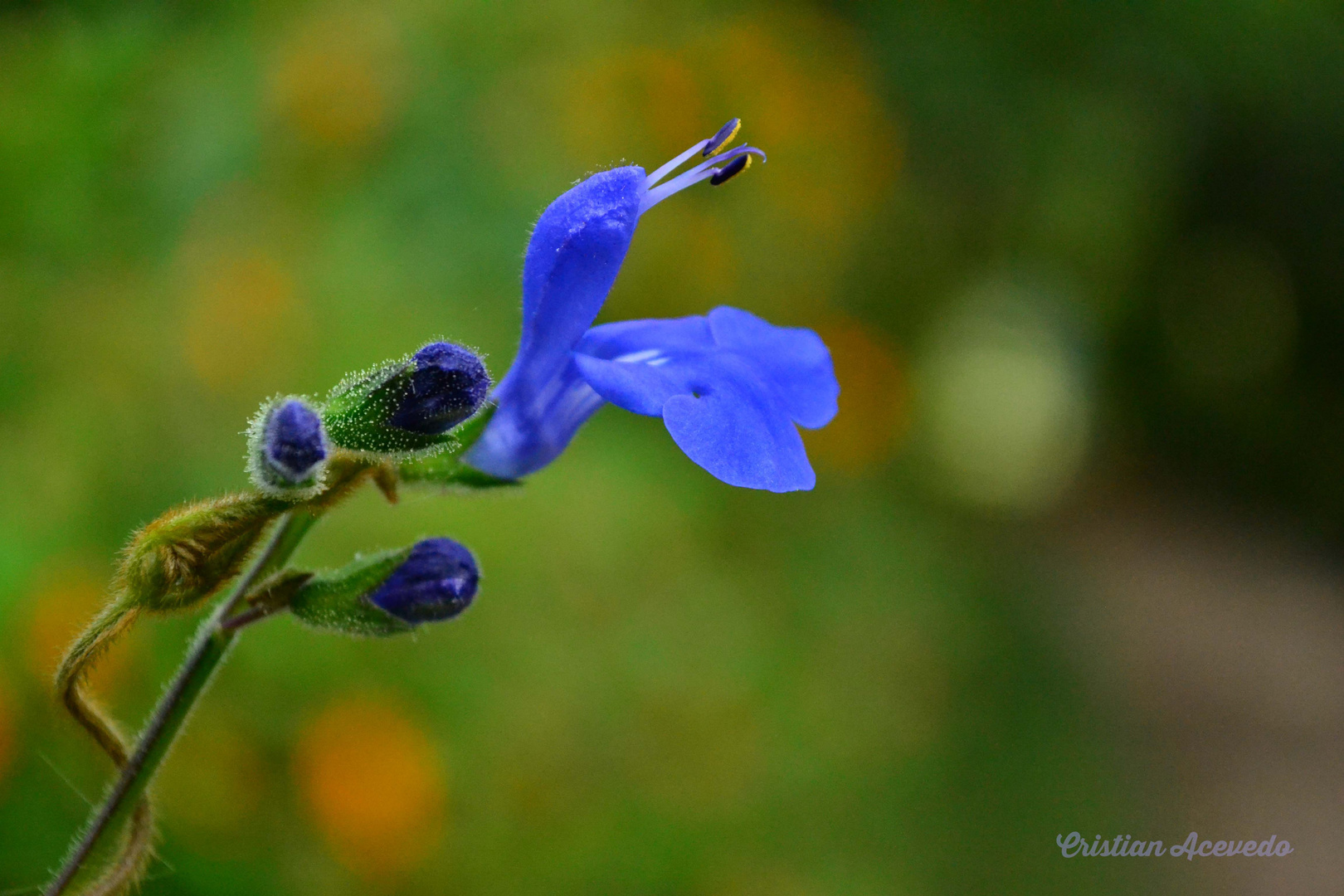 Flores silvestres de mi tierra