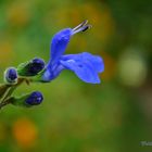 Flores silvestres de mi tierra