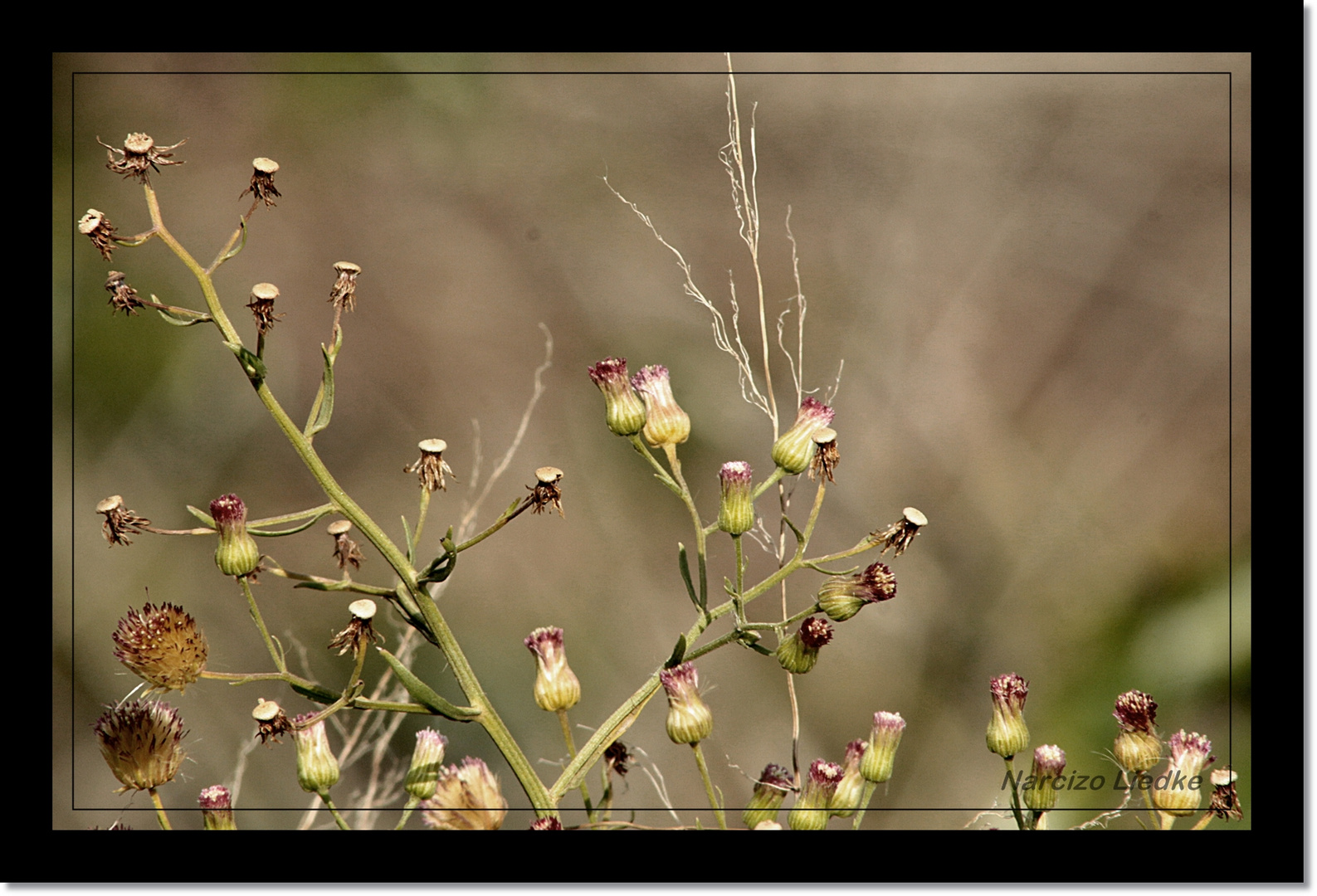 Flores Silvestres III